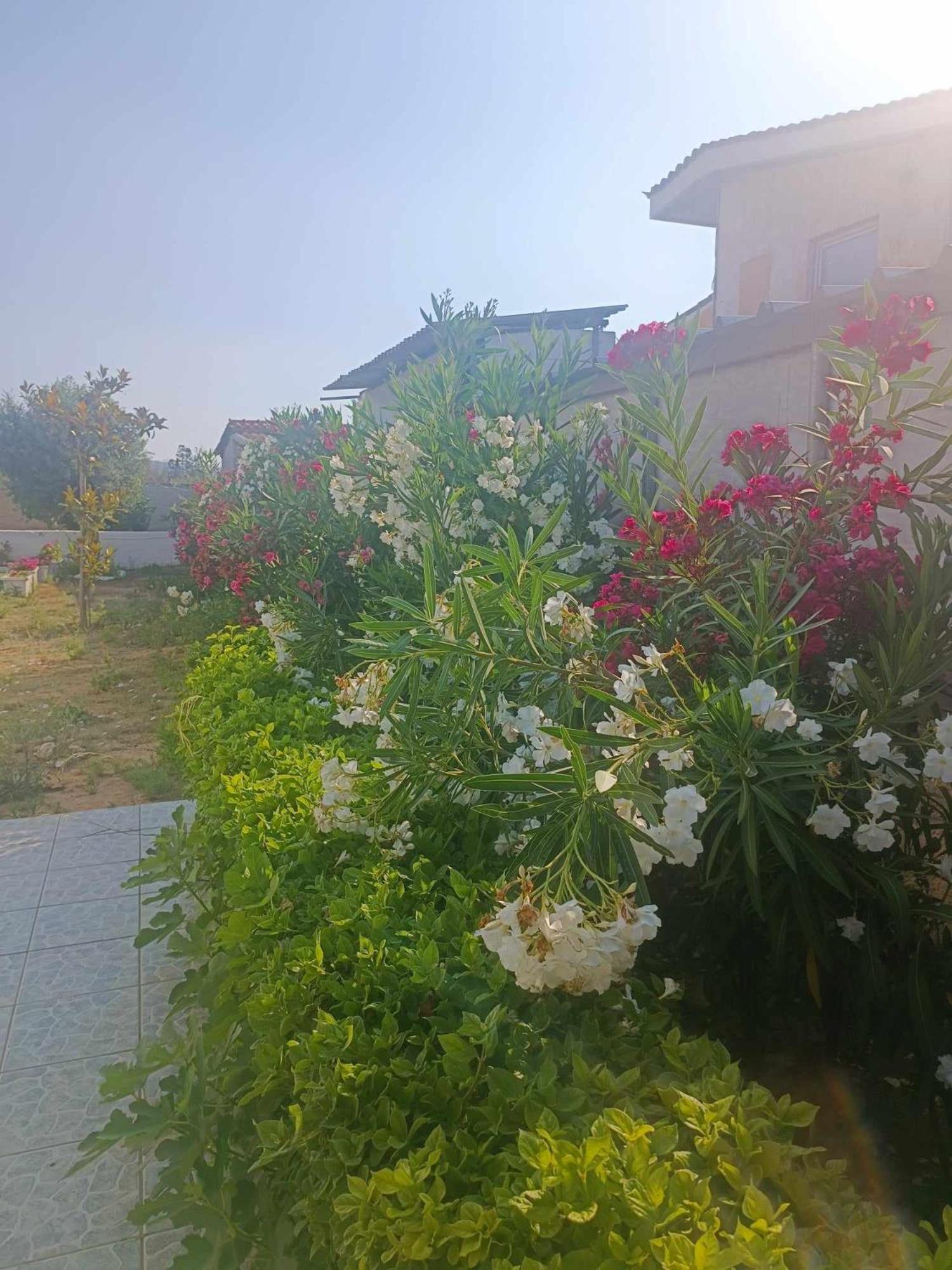 New Olivka House Villa Anavyssos Exterior photo